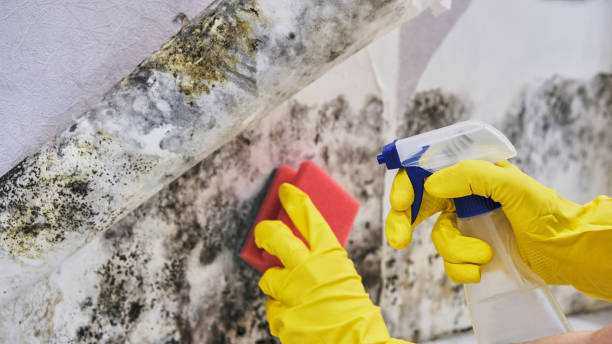 Best Mold Remediation for Specific Building Types in Ephrata, PA